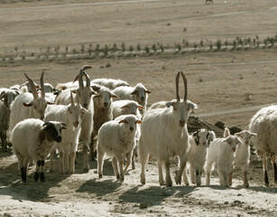 Herd of goats and sheep walking along a rural road in dry landscape during sunny day