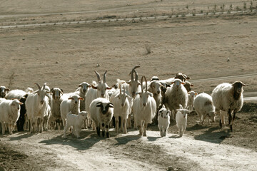 Herd of goats and sheep walking along a rural road in dry landscape during sunny day