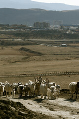 Herd of goats and sheep walking along a rural road in dry landscape during sunny day