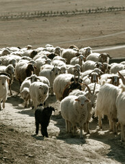 Herd of goats and sheep walking along a rural road in dry landscape during sunny day