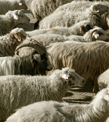 Close-up of a mixed flock of sheep walking together on a dirt road in rural countryside
