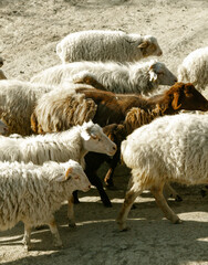 Close-up of a mixed flock of sheep walking together on a dirt road in rural countryside