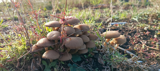 mushrooms in the forest