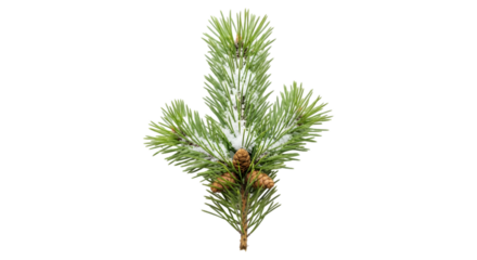 Green pine branch with cones isolated on transparent background for christmas decor