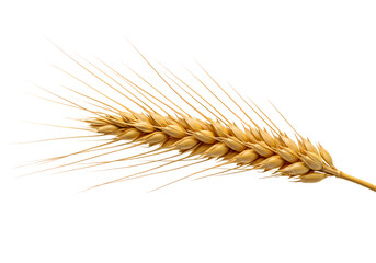 Golden wheat grain for healthy harvest concept