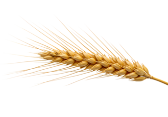 Golden wheat grain for healthy harvest concept