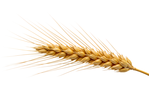 Golden wheat grain for healthy harvest concept