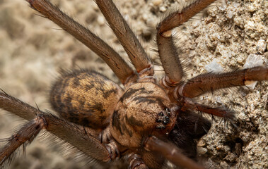 Extreme Macro Shot of Eratigena atrica Spider on Garden Wall