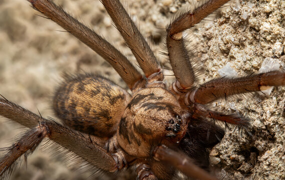Extreme Macro Shot of Eratigena atrica Spider on Garden Wall