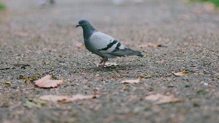 A pigeon walks on pavement.   This image is great for a city background in an advertisement