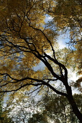 Tree branches reach up against a blue sky. Ideal for a nature background or header image