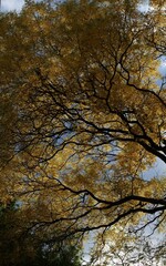 Dramatic tree branches fill the sky. Ideal for a nature themed website header