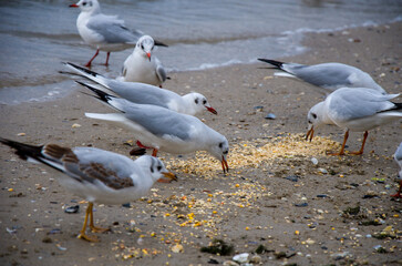 Seagulls Feeding on Grain on a Wet, Overcast Beach Shoreline