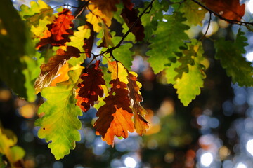 Autumn leaves show vibrant colors. Ideal for seasonal website backgrounds