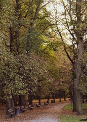 A tree lined path leads into the distance. Ideal for travel blog headers or website backgrounds