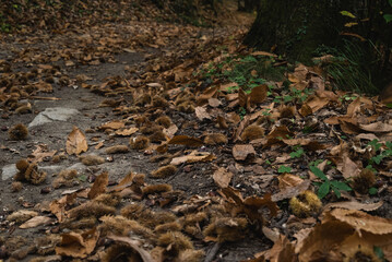 fallen leaves on the ground