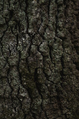 Tree bark texture in nature