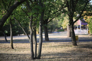park with trees
