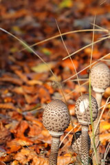 Parasol mushrooms with closed caps growing naturally in the forest, fresh wild fungi in autumn