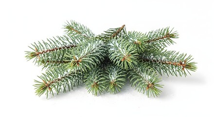 Festive Composition with Fir Tree Branches, Minimal Design, White Negative Space, Isolated Plant, Nature Photo