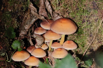 Sulphur tuft, also called clustered woodlover mushroom (Hypholoma fasciculare) growing on a tree trunk in the forest