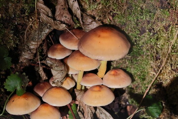 Sulphur tuft, also called clustered woodlover mushroom (Hypholoma fasciculare) growing on a tree trunk in the forest