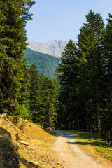 Fototapeta premium Forest trail through the Sapinière de Thou in Saint-Lary-Soulan