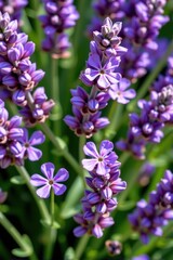 Fototapeta premium Close-up of vibrant purple lavender flowers, delicate petals and buds, fragrant blossoms in full bloom, lavender, image