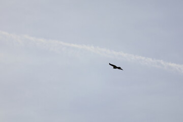 Silhouette of a hawk flying and searching for prey in the blue sky