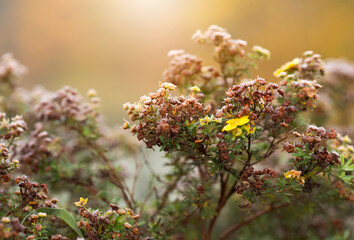 Jesienny poranek na łące, przymrozek, szron, tapeta, dekoracja.