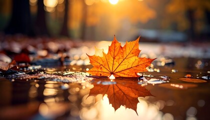 Fallen autumn leaf in puddle