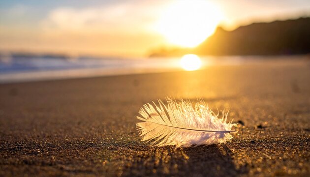 Fallen feather on sand