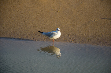 Solitary Seagull Balancing on One Leg at the Shoreline with Clear Reflection on Sand.