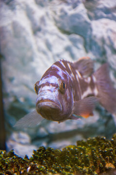 Frontal Portrait of a Marbled African Cichlid in a Freshwater Aquarium Tank