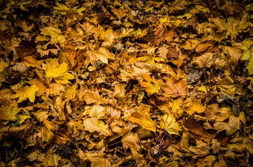 Vibrant Yellow and Gold Autumn Leaves Texture Background on Forest Floor