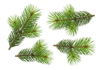 Four green pine tree branches isolated on transparent background