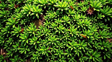Lush green moss texture, a natural, vibrant backdrop for nature scenes, woodland, surface, plant life