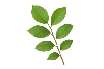 Fototapeta premium Green leaf branch showing fresh vibrant foliage, symbolizing nature, growth, and eco-consciousness, isolated transparent background