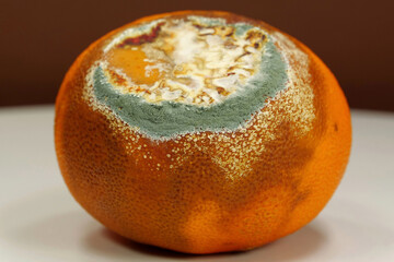 Overripe and rotten mandarin. Rotten tangerine covered with mold