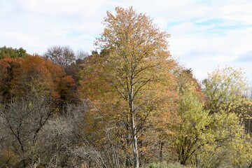 Obraz premium autumn trees in the park