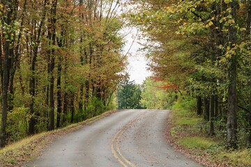 Obraz premium road in autumn forest
