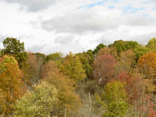 Fototapeta premium autumn in the forest