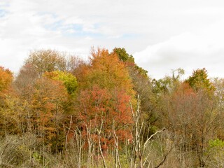 autumn landscape in the forest