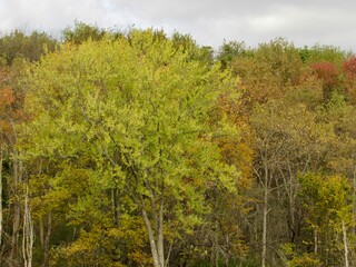 autumn forest in the autumn
