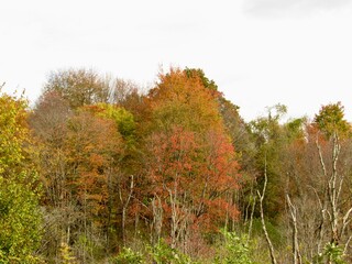 autumn in the forest