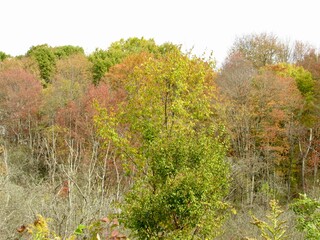 Autumn Trees 