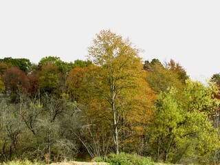 autumn trees in the park