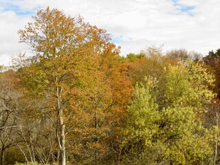 autumn trees in the park