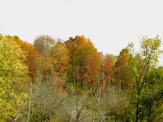 autumn trees in the park