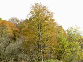 autumn trees in the forest